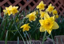 Daffodil Front Porch-.jpg