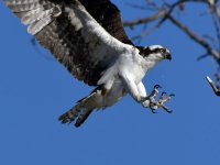 Osprey3.jpg
