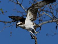 Osprey2.jpg