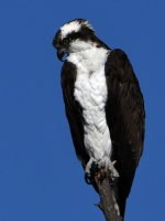 Osprey8.jpg