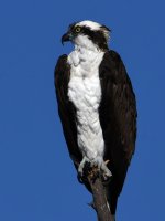 Osprey9.jpg