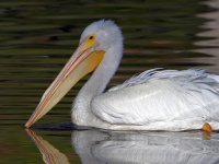 Pelican2.jpg