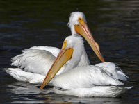 Pelican4.jpg