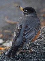 Robin6.jpg