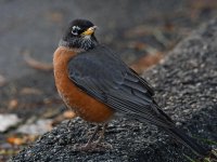 Robin9.jpg