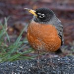 Robin12.jpg