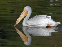 Pelican3.jpg
