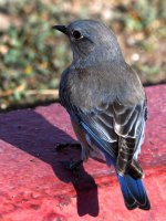 Bluebird6.jpg
