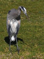 BlueHeron.jpg