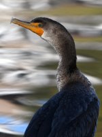 Cormorant2.jpg