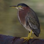 GreenHeron4.jpg