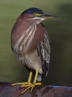 GreenHeron10.jpg