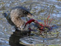 Grebe4.jpg
