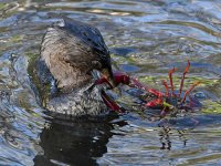 Grebe6.jpg