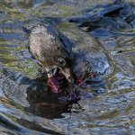 Grebe8.jpg