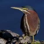GreenHeron.jpg