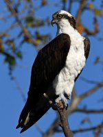 Osprey2.jpg