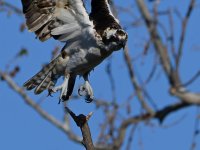 Osprey6.jpg