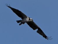 Osprey11.jpg