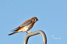03-06-2021-CR-_D7K5401-ON1.jpg