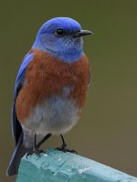 Bluebird5.jpg