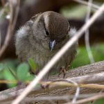 Sparrow.jpg