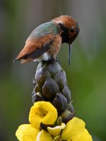 Hummer9.jpg