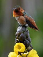 Hummer10.jpg