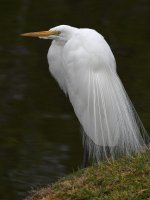 Egret3.jpg