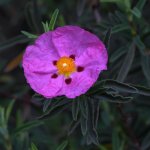 Cistus.jpg