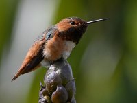 Hummer2.jpg