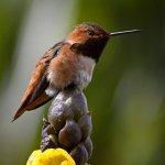 Hummer.jpg