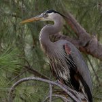 BlueHeron2.jpg