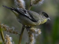 Goldfinch3.jpg