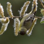 Goldfinch5.jpg