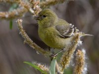 Goldfinch9.jpg