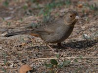 Towhee4.jpg