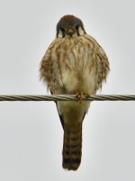 _ROY3178_00001.jpg