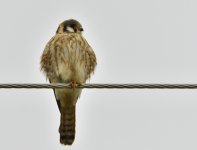 _ROY3185_00002.jpg