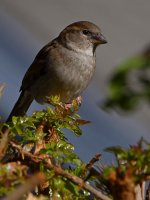 Sparrow.jpg