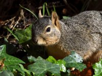 Squirrel2.jpg