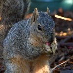 Squirrel.jpg