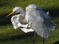 Egret6.jpg