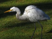 Egret8.jpg