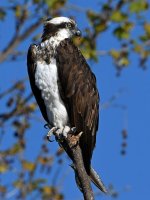 Osprey3.jpg
