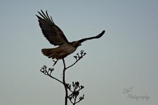 03-10-2021-CR-_D7K5583-ON1.jpg