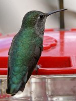 Hummer3.jpg