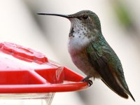 Hummer8.jpg