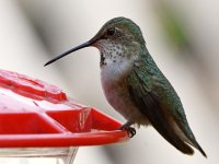 Hummer9.jpg