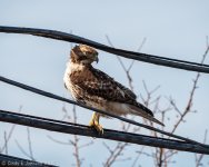 _DSC3348 low res.jpg